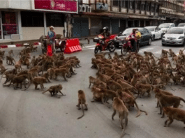 Enfrentamiento entre grupos de monos