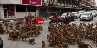 Enfrentamiento entre grupos de monos