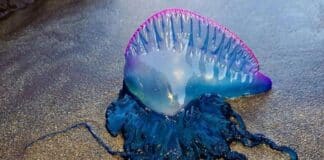 Falsas medusas invaden costas