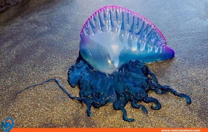 Falsas medusas invaden costas