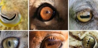ojos reino animal