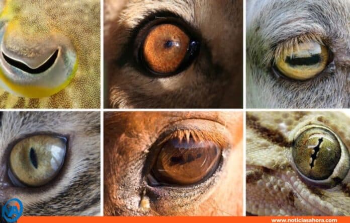 ojos reino animal