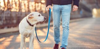 Pasear a tu perro: mucho más que una simple necesidad