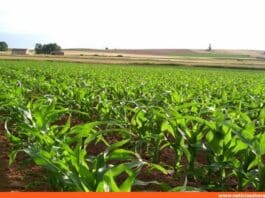 plan integral de renovación agrícola en Yaracuy
