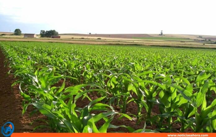plan integral de renovación agrícola en Yaracuy