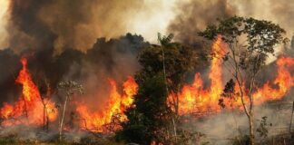 1.900 incendios forestales en Venezuela