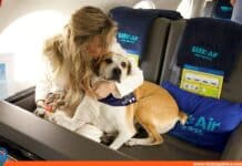 BARK Air aerolínea para perros