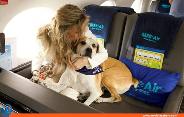 BARK Air aerolínea para perros