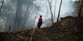 Incendios forestales en Venezuela plan desestabilizador