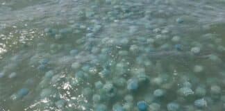 Invasión de medusas en costas venezolanas