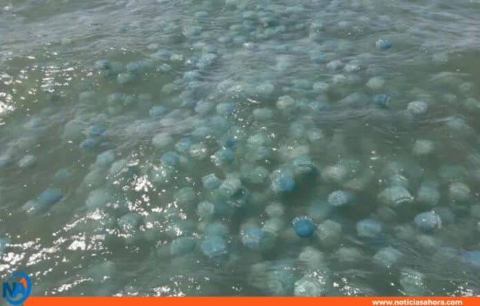 Invasión de medusas en costas venezolanas