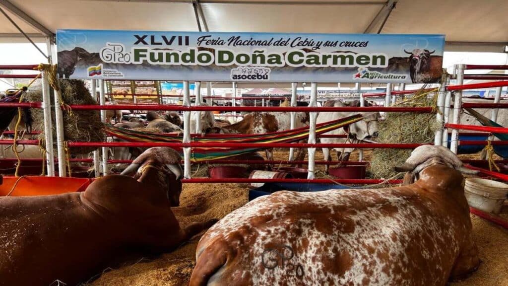 Rodríguez precios carne productores1jpg.