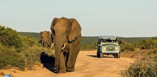 Turista estadounidense muere por ataque de un elefante durante un safari