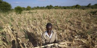 Zimbabue estado desastre sequía