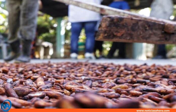 escuela de cacao en Río Chico