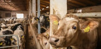 gripe aviar leche vaca en EE.UU. 