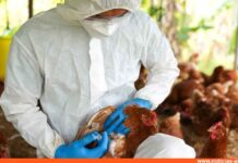 OMS expresa preocupación por riesgo de que gripe aviar se propague en humanos