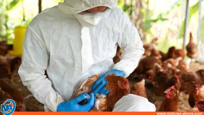 OMS expresa preocupación por riesgo de que gripe aviar se propague en humanos