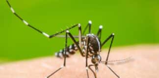 perú dengue alerta