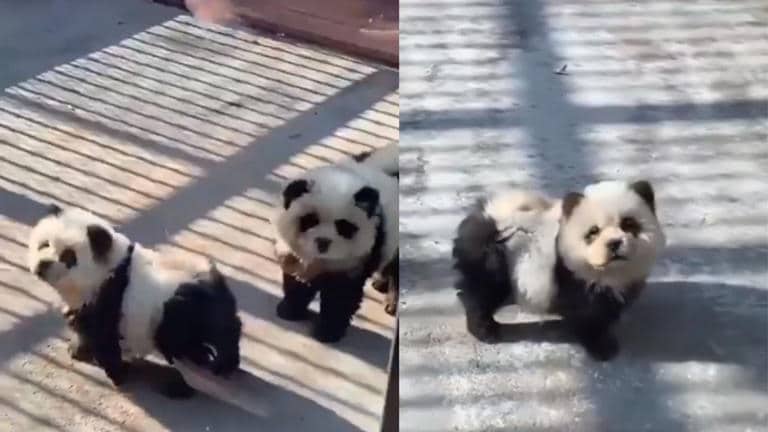 Falsos osos pandas0