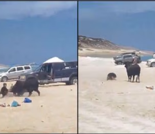 Mujer embestida toro en playa