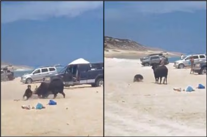 Mujer embestida toro en playa