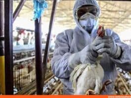 brasil gripe aviar