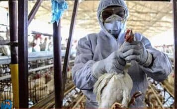 brasil gripe aviar