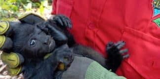 monos aulladores mueren méxico