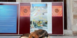 turquía perros sacrificados