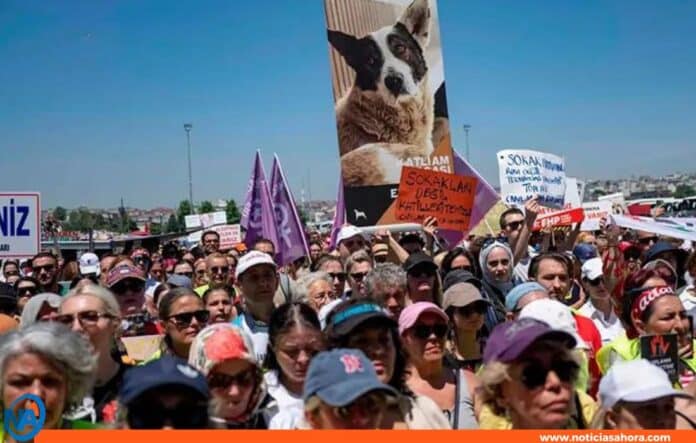 Protestas en Estambul Ley de Sacrificio de Perros Callejeros