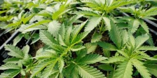 alemania límite consumo cannabis