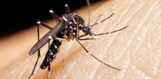 casos de dengue en Guasdualito