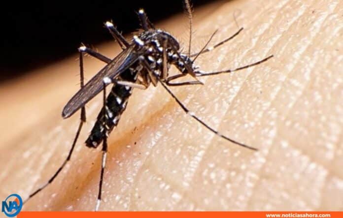 casos de dengue en Guasdualito