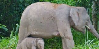 elefante de Borneo peligro de extinción