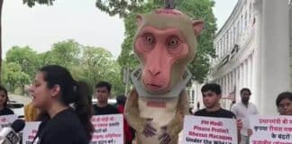 experimentación animal en India