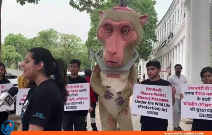 experimentación animal en India