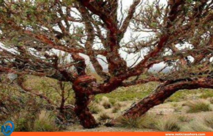 nueva especie de árbol en Perú
