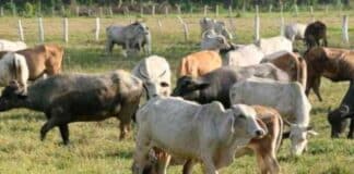 vacunación contra fiebre aftosa