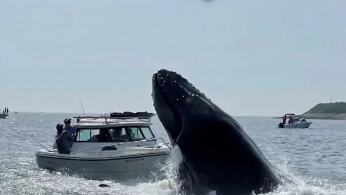 Ballena cae sobre embarcación