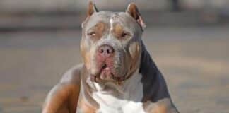 Irlanda prohíbe American Bully XL