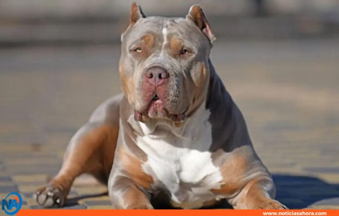 Irlanda prohíbe American Bully XL