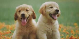 animales internet