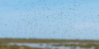 brasil virus Oropouche