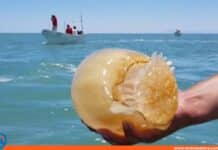 medusas bola de cañón exportación