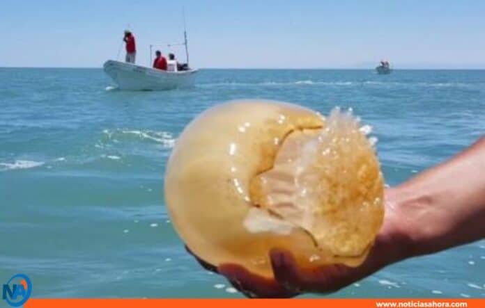 medusas bola de cañón exportación