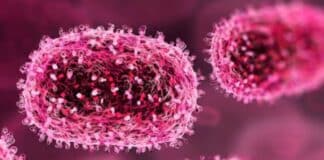 virus Chandipura India
