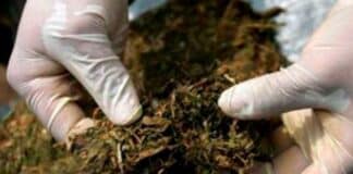 Dominicana tráfico de marihuana en Zulia