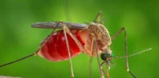 Virus del Nilo