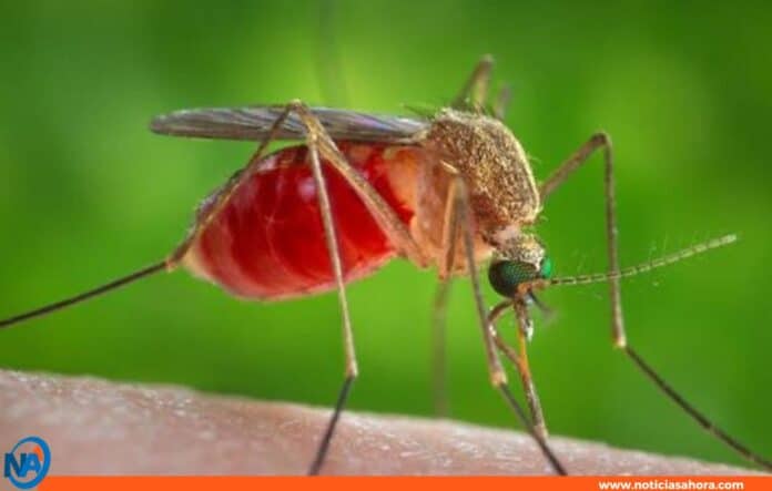 Virus del Nilo Virus del Nilo